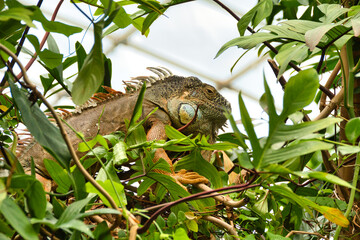 Leguan