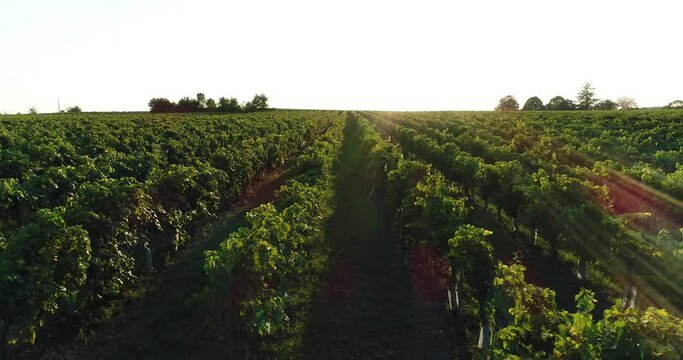 Vue a&eacute;rienne de vignes dans le bordelais - coucher de soleil