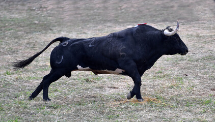 toro negro con grandes cuernos en el campo