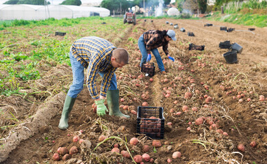 Man farmer while harvesting of potatoes on farmer field outdoor