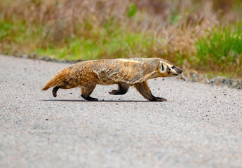 An American Badger quickly crossing a paved road at Rocky Mountain Arsenal Wildlife Refuge in Colorado.