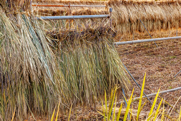 刈り入れたダンボの上で自然乾燥している稲穂