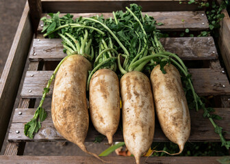 土と葉が付いたまま販売されている新鮮な大根