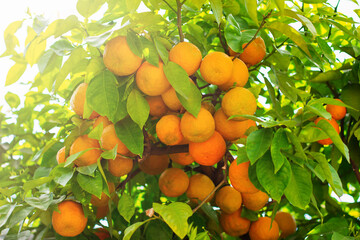 Tangerines on a tree f
