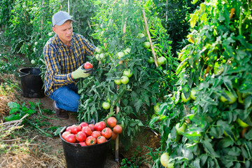Focused man working on farm field on sunny summer day, harvesting red tomatoes. Growing industrial varieties of vegetable.
