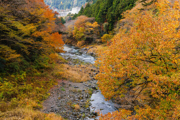 東京、奥多摩の綺麗な紅葉の景色