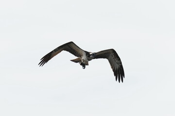 osprey is hunting a fish