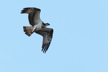 osprey is hunting a fish