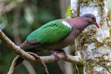 Emerald Dove perched in tree