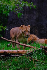 lion and lioness