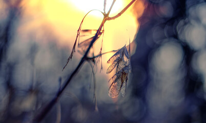 dead leaf on a tree in the sunset
