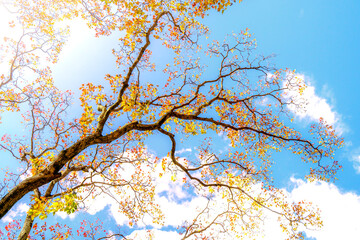Beautiful autumn season dramatic tree with a bright blue sky background. Natural art in a Japanese garden