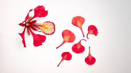 Poinciana regia or Delonix regia flowers isolated on white background. The most common names are: royal poinciana, flamboyant, acacia rubra, phoenix flower, flame of the forest, or flame tree