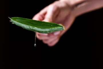 person holding a cut leaf of Aloe Vera while its juice falls