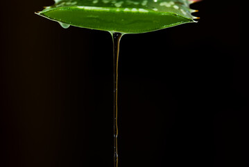 juice falling from a fresh Aloe Vera leaf