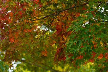 Autumn season color full leaf beautiful fresh natural background in a Japanese garden 