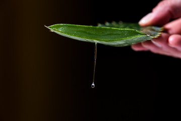 person draining the juice of an Aloe Vera leaf over a plastic container