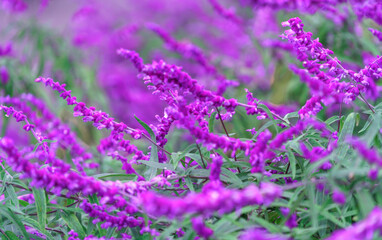 Beautiful small purple flower background. Natural flowers garden seasonal flowers isolate photography. purple background with small flowers blurry background at Japan garden 