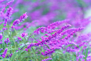 Beautiful small purple flower background. Natural flowers garden seasonal flowers isolate photography. purple background with small flowers blurry background at Japan garden 