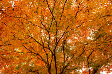 Amazing golden maples with red leaves. Japanese Maple Tree in Autumn with vivid colors in Japan garden. Dramatic mode nature background photography.