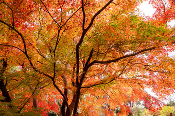 Amazing golden maples with red leaves. Japanese Maple Tree in Autumn with vivid colors in Japan garden. Dramatic mode nature background photography.