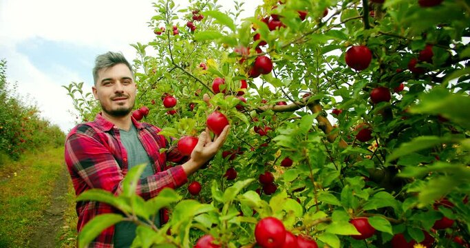 Male farmer harvesting apples in summer. Zoom in handheld shot of adult bearded man in checkered shirt examining and picking red apples from green tree during work in orchard on summer day