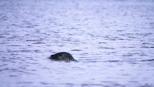 Insular seal (Phoca vitulina kurilensis-stejnegeri) swims and dives in the Gulf of Anadyr, Chukotka