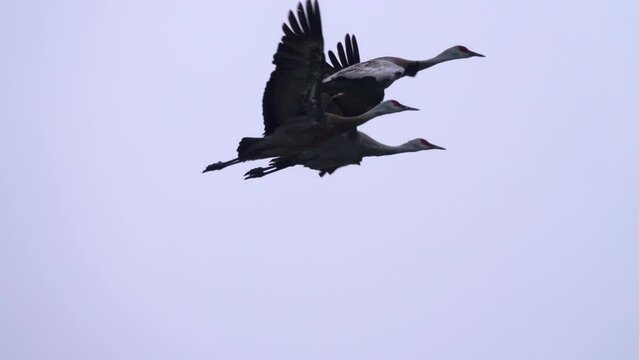 A pair of Sandhill crane (Grus c. canadensis), birds in flight. Eastern Chukotka willow bushy tundra