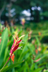 flower in the garden