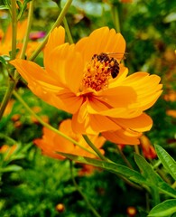 bee on flower