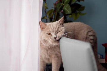 British short hair cat rubbing its face on back of a chair making funny face. Home pet.