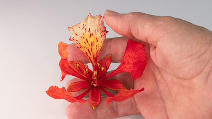 Hand holding a Poinciana regia or Delonix regia flower. The most common names are: royal poinciana, flamboyant, acacia rubra, phoenix flower, flame of the forest, or flame tree