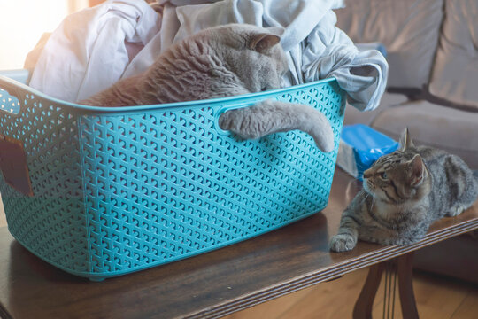 Blue Laundry Basket With One Cat In It And Another One Outside. Cat Loving Sleeping In Unusual Places. Battle For Relaxation Spot.