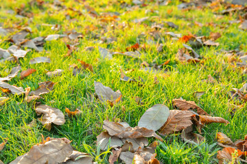 Autumn leaves on beautiful green grass
