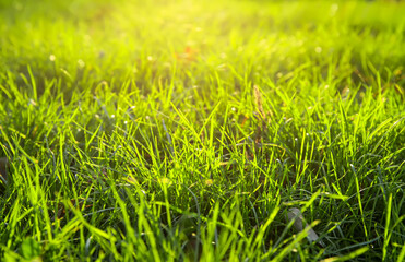 Beautiful fresh grass on sunny day