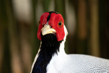 Close up l Male Silver Pheasant