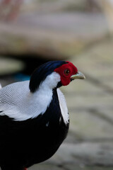 Close up l Male Silver Pheasant
