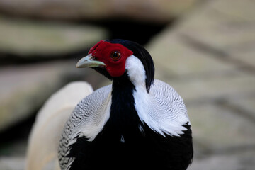 Close up l Male Silver Pheasant