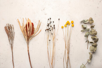 Different dried flowers on white background