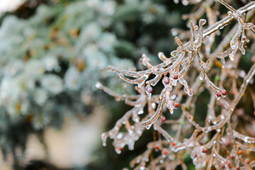 Icy tree branches with berries on winter day
