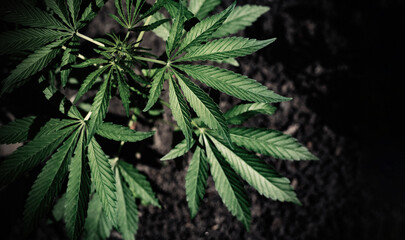 The cannabis plant on a blurred dark natural background. Selective focus.