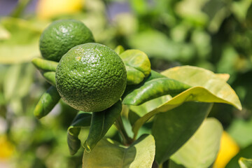 Tree with green lemons outdoors, closeup
