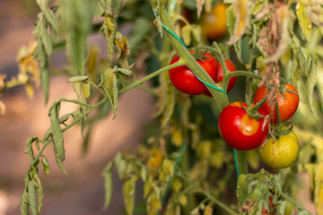 Tomato plant disease. Physiological disorder in tomato, caused by calcium deficiency.