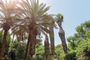 Fototapeta premium View of beautiful green botanical garden with palms
