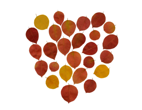 Isolated yellowed leaves in the shape of a heart in autumn time. Hello autumn theme.
- Powered by Adobe