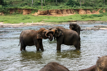 Elephants bathe in the river near the jungle in Sri Lanka's Pinawella National Park.