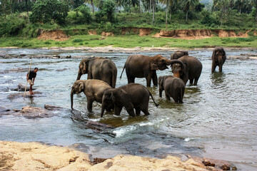 Naklejka na ściany i meble Elephants bathe in the river near the jungle in Sri Lanka's Pinawella National Park.