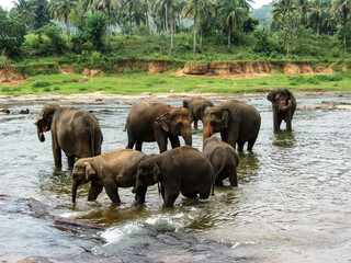 Fototapeta na wymiar Elephants bathe in the river near the jungle in Sri Lanka's Pinawella National Park.