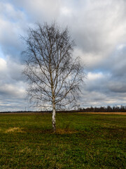 Fototapeta na wymiar Single leafless birch tree in a rural field in autumn. Beautiful cloudy sky.