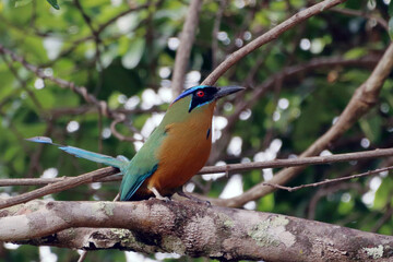 Amazonian Motmot (Momotus momota) perched on vegetation. side view